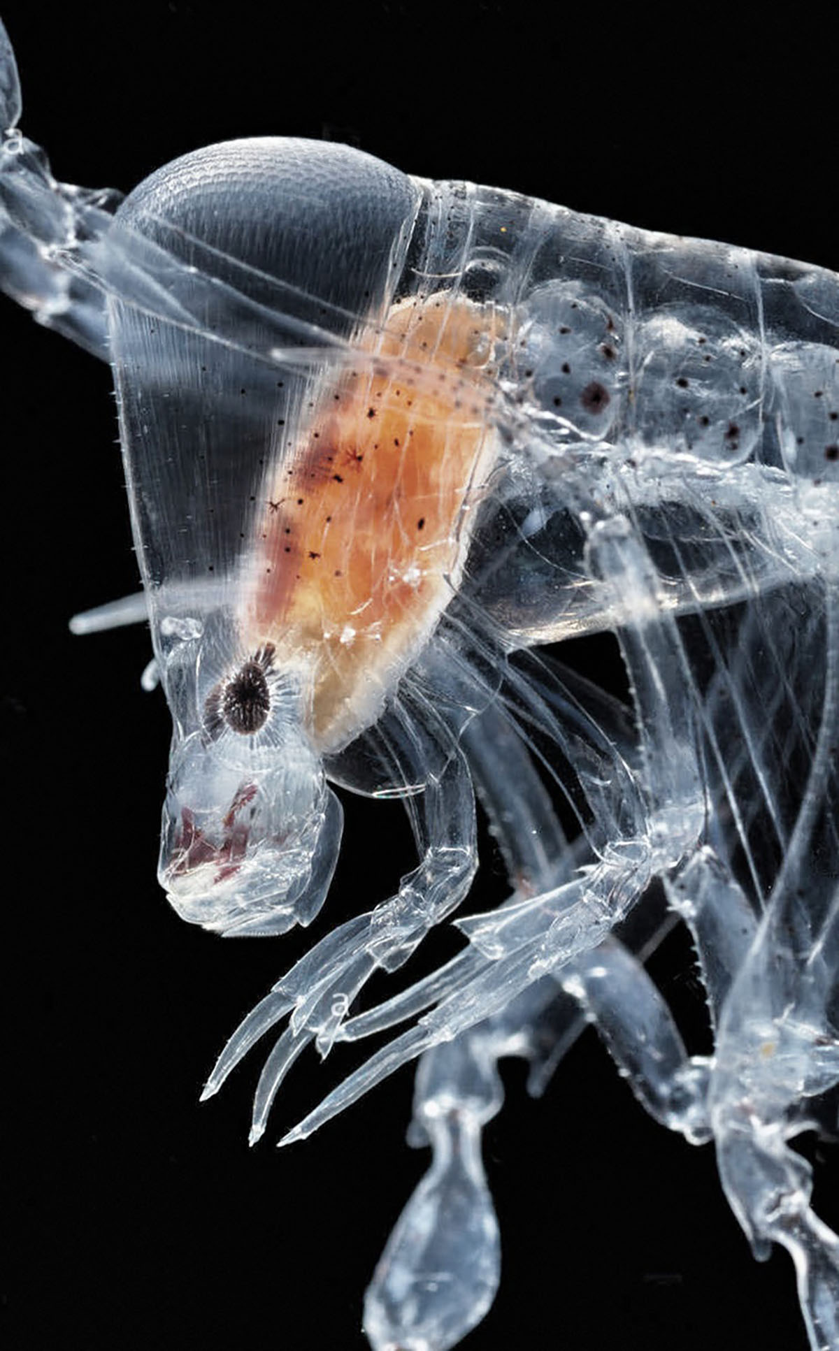 Амфипода фронима. Мелкие рачки. Прозрачные рачки. Прозрачные ракообразные. Паразитические ракообразные.